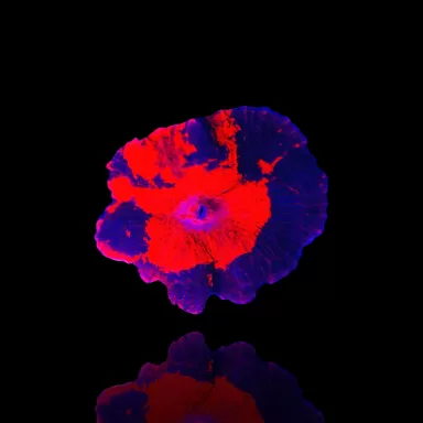 Discosoma Deadpool kaufen | Coralandfishstore.nl