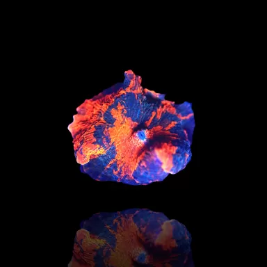 Discosoma Deadpool kaufen | Coralandfishstore.nl