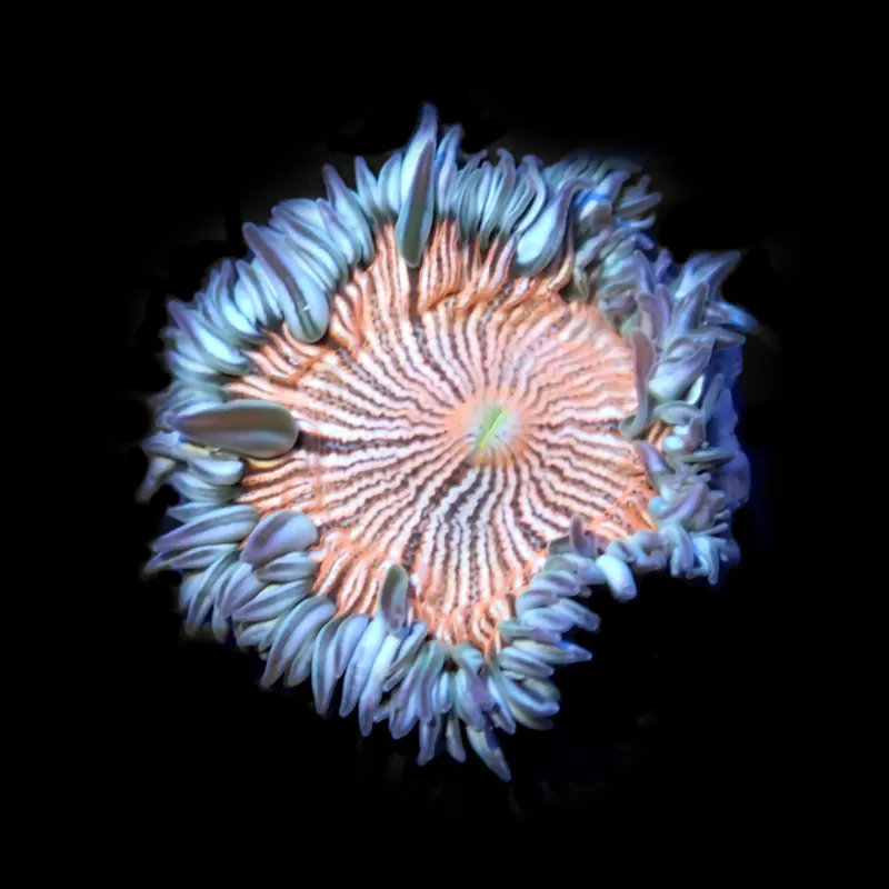 Epicystis Crucifer M-size