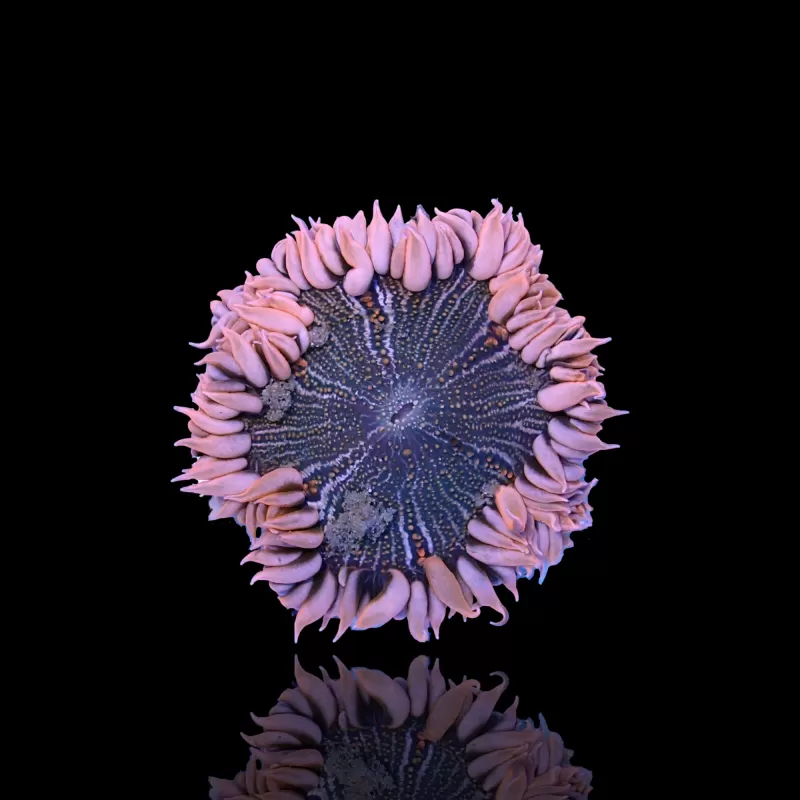 Epicystis Crucifer M-size