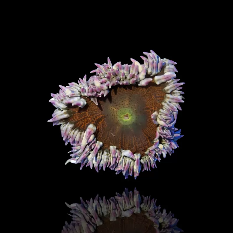 Epicystis Crucifer M-size