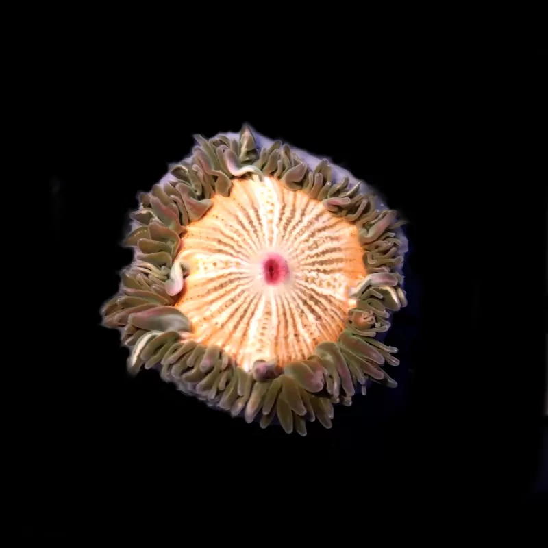 Epicystis Crucifer M-size