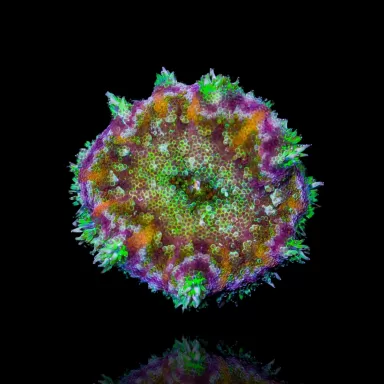 Stichodactyla Tapetum - Mini Tapijt Anemoon kopen ?| Coralandfishstore.nl