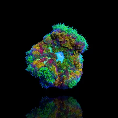 Kaufen Sie Stichodactyla tapetum - Mini-Teppichanemone | Coralandfishstore.nl