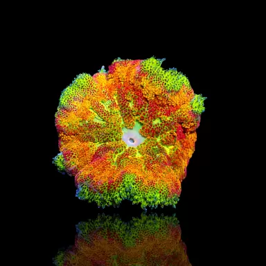 Kaufen Sie Stichodactyla tapetum - Mini-Teppichanemone | Coralandfishstore.nl