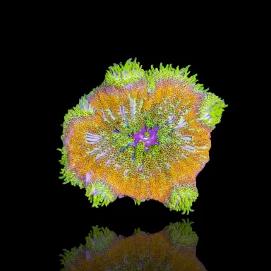 Stichodactyla Tapetum - Mini Tapijt Anemoon kopen ?| Coralandfishstore.nl