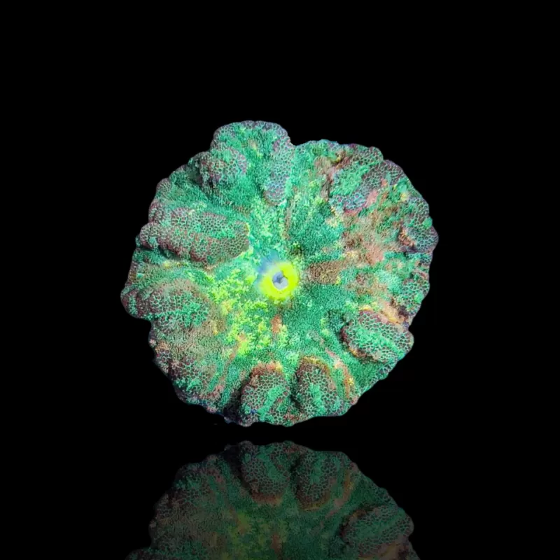Stichodactyla Tapetum - Mini-Teppichanemone kaufen | Coralandfishstore.nl