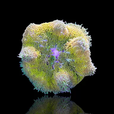 Stichodactyla Tapetum - Mini-Teppichanemone kaufen | Coralandfishstore.nl