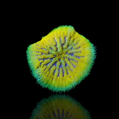 Stichodactyla Tapetum - Mini-Teppichanemone kaufen | Coralandfishstore.nl