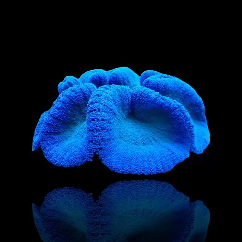 Stoichacti Kenti Blau gefärbte Teppichanemone | Coralandfishstore.nl Stoichacti Kenti Blau gefärbte Teppichanemone | Coralandfishstore.nl