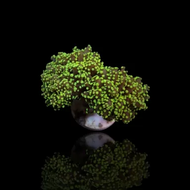 Euphyllia Yaeyamaensis | Coralandfishstore