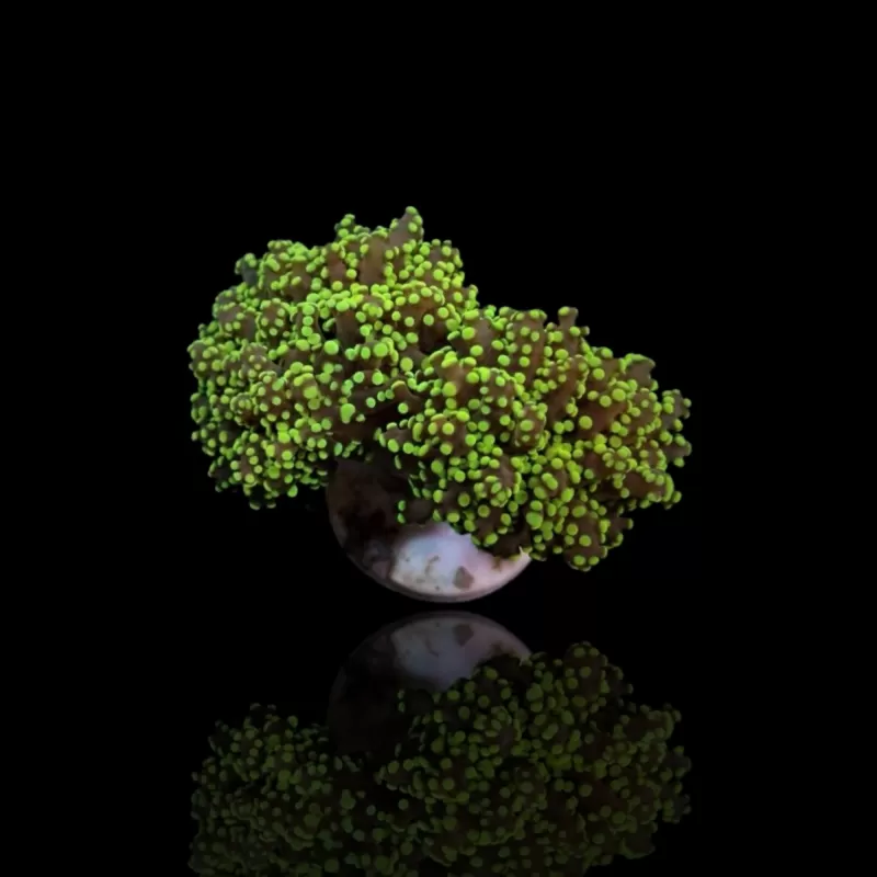 Euphyllia Yaeyamaensis | Coralandfishstore Euphyllia Yaeyamaensis | Coralandfishstore
