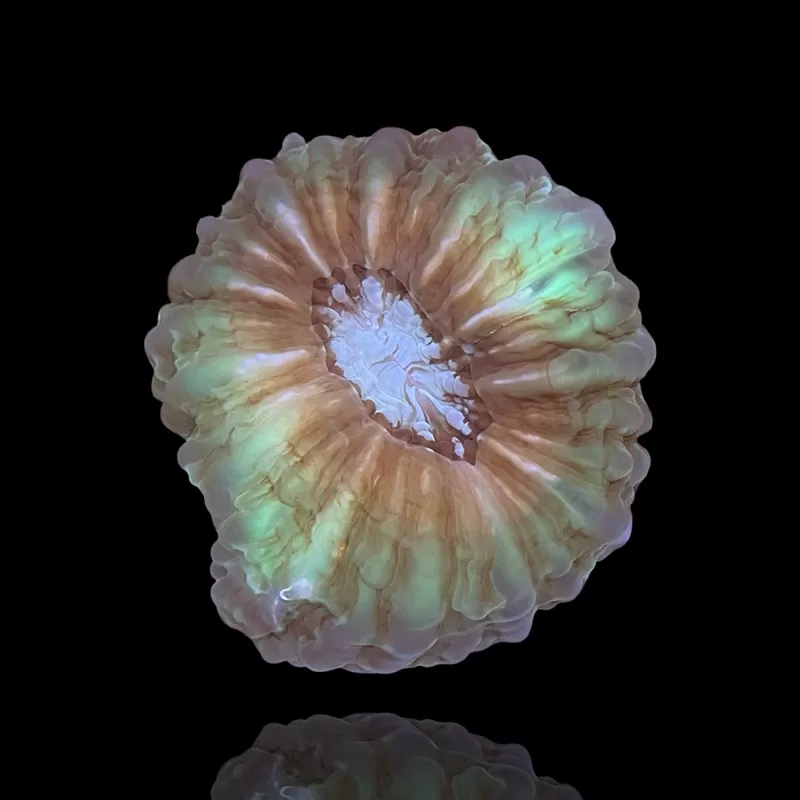 Möchten Sie Cynarina Lacrymalis - Katzenauge kaufen? | Coralandfishstore.nl