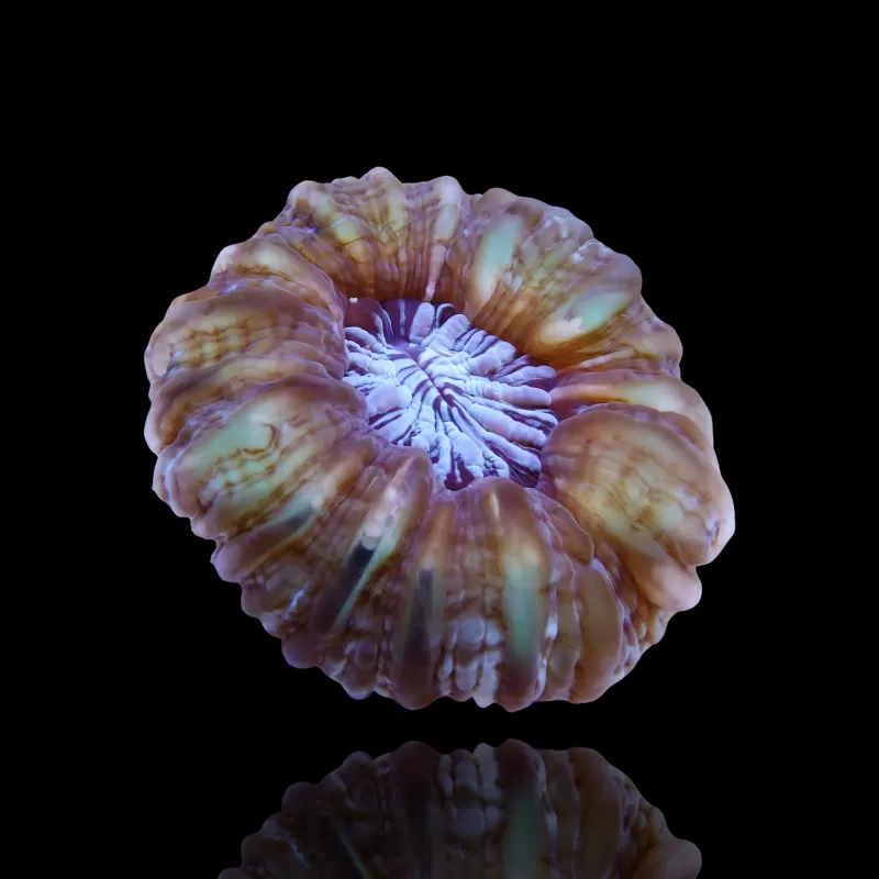 Möchten Sie Cynarina Lacrymalis - Katzenauge kaufen? | Coralandfishstore.nl Möchten Sie Cynarina Lacrymalis - Katzenauge kaufen? | Coralandfishstore.nl
