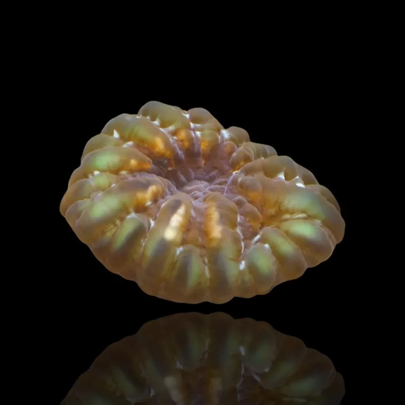 Cynarina Lacrymalis Cynarina Lacrymalis