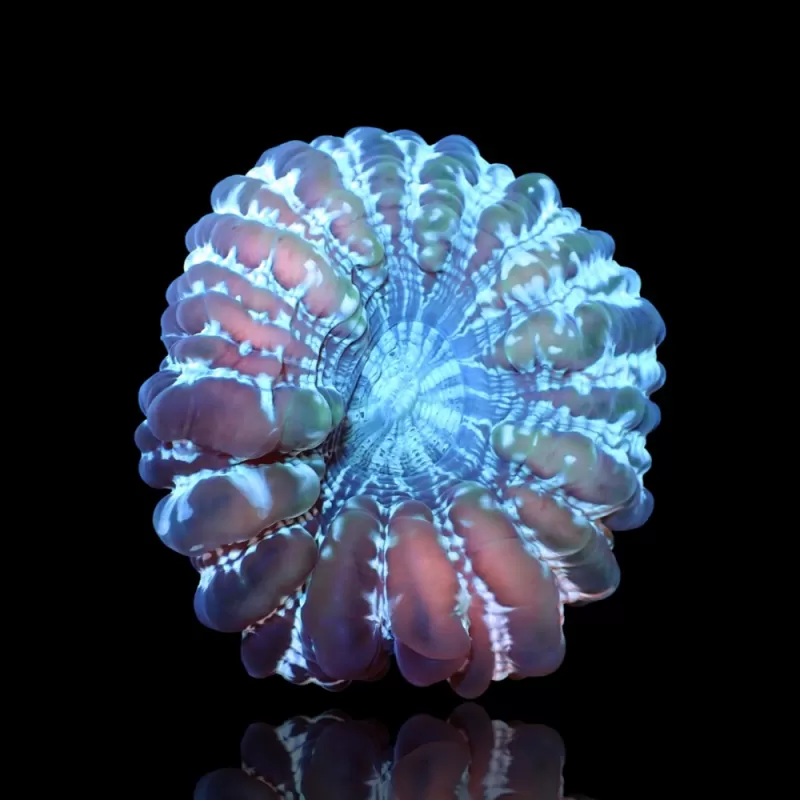 Vous souhaitez acheter du Cynarina lacrymalis (œil de chat) ? | Coralandfishstore.nl Vous souhaitez acheter du Cynarina lacrymalis (œil de chat) ? | Coralandfishstore.nl