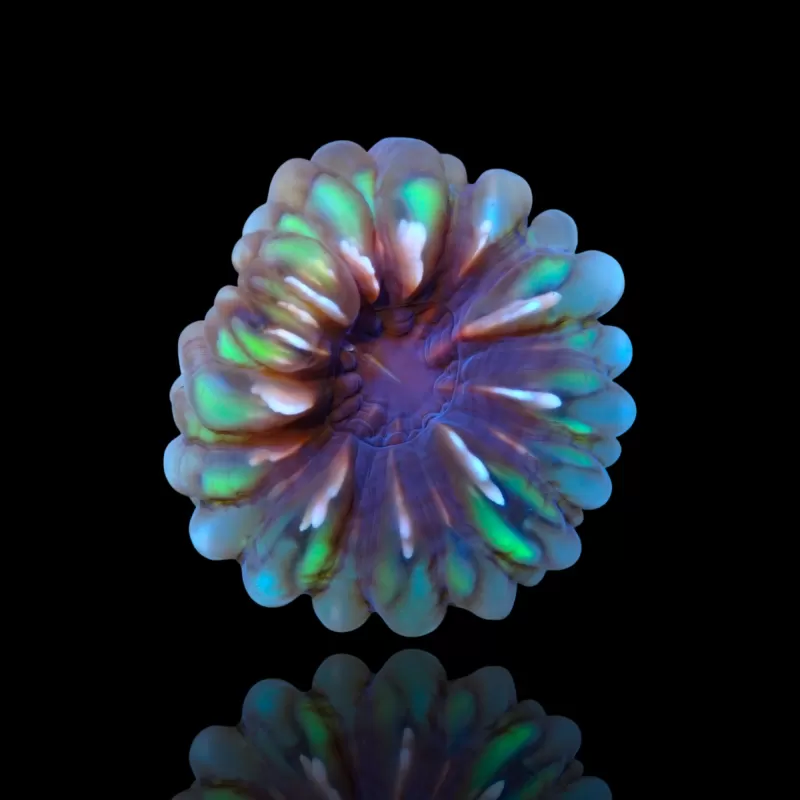 Vous souhaitez acheter du Cynarina lacrymalis (œil de chat) ? | Coralandfishstore.nl Vous souhaitez acheter du Cynarina lacrymalis (œil de chat) ? | Coralandfishstore.nl