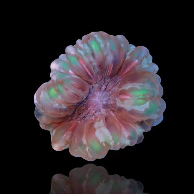 Vous souhaitez acheter du Cynarina lacrymalis (œil de chat) ? | Coralandfishstore.nl Vous souhaitez acheter du Cynarina lacrymalis (œil de chat) ? | Coralandfishstore.nl