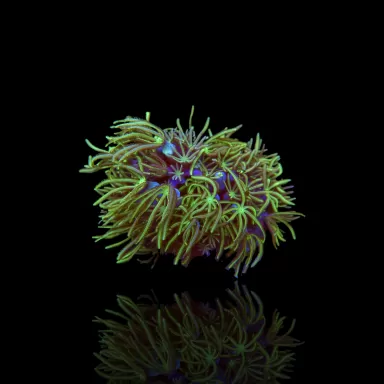 Tubipora Musica grün kaufen | Coralandfishstore.nl