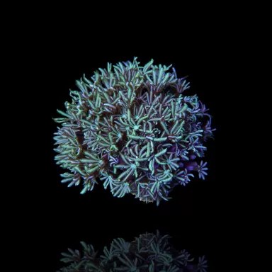 Tubipora Musica grün kaufen | Coralandfishstore.nl
