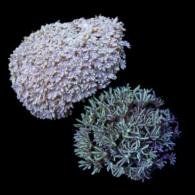 Tubipora Musica grün kaufen | Coralandfishstore.nl