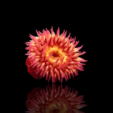 Möchten Sie Actiniaria - Vulkananemone kaufen? | Corallandfishstore