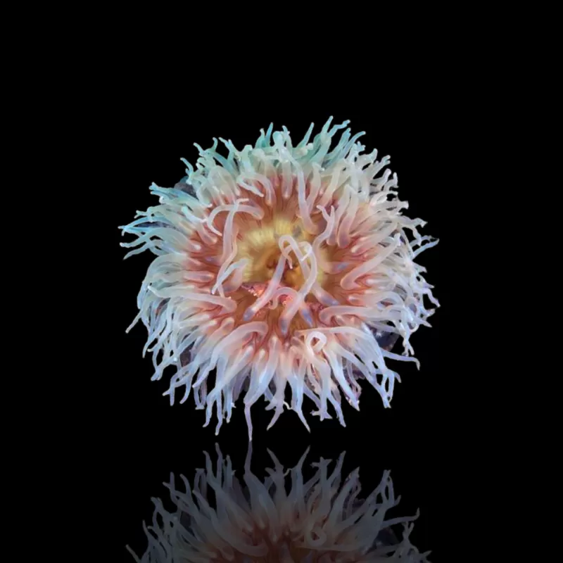 Möchten Sie Actiniaria - Vulkananemone kaufen? | Corallandfishstore Möchten Sie Actiniaria - Vulkananemone kaufen? | Corallandfishstore