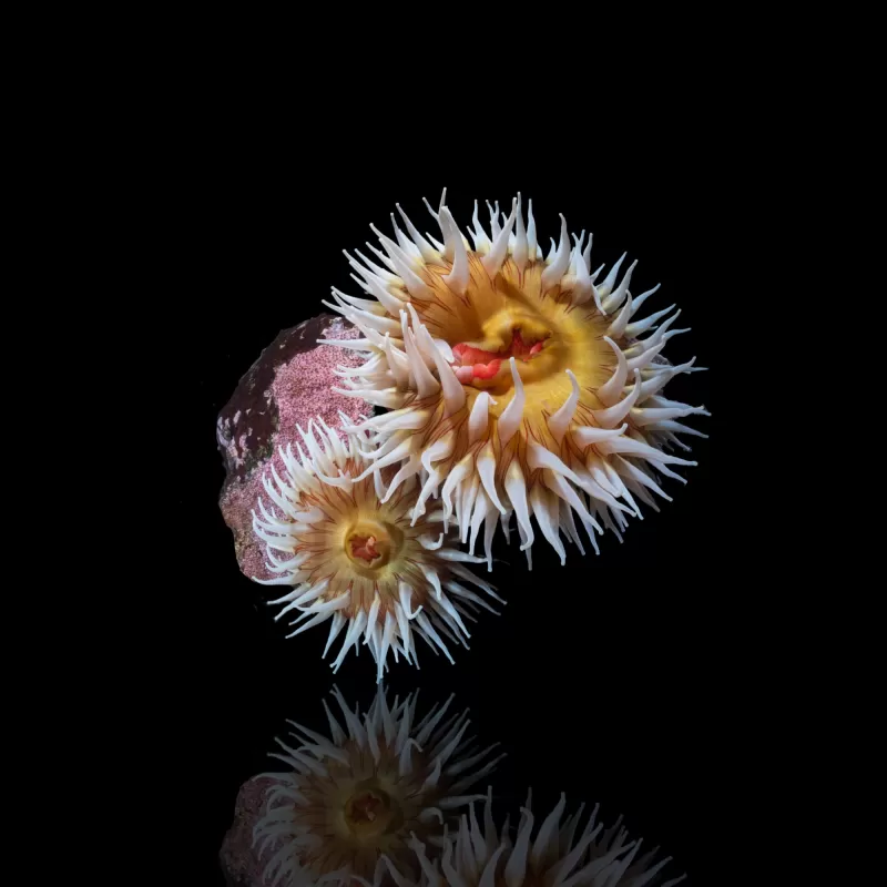 Möchten Sie Actiniaria - Vulkananemone kaufen? | Corallandfishstore Möchten Sie Actiniaria - Vulkananemone kaufen? | Corallandfishstore