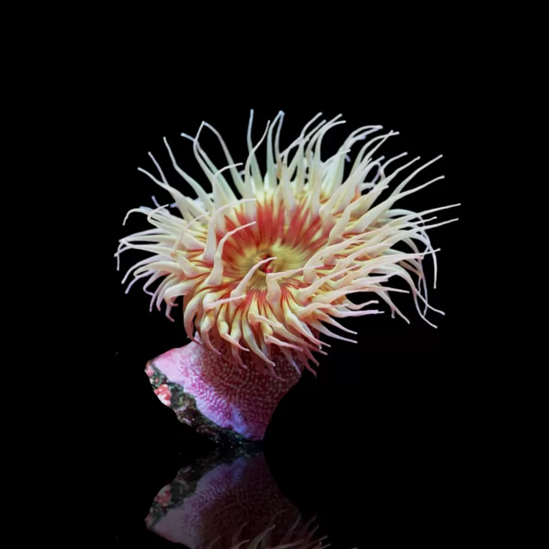 Möchten Sie Actiniaria - Vulkananemone kaufen? | Corallandfishstore Möchten Sie Actiniaria - Vulkananemone kaufen? | Corallandfishstore