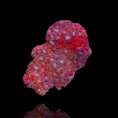 Favia sp multi color kaufen | Coralandfishstore.nl