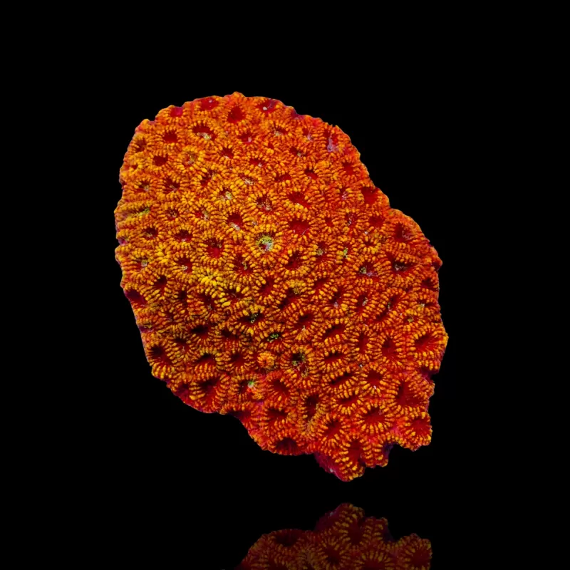 Favia spp. Mehrfarbig