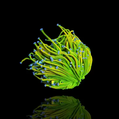 Achetez Euphyllia Glabrescens Holy Grail | Coralandfishstore.nl Achetez Euphyllia Glabrescens Holy Grail | Coralandfishstore.nl