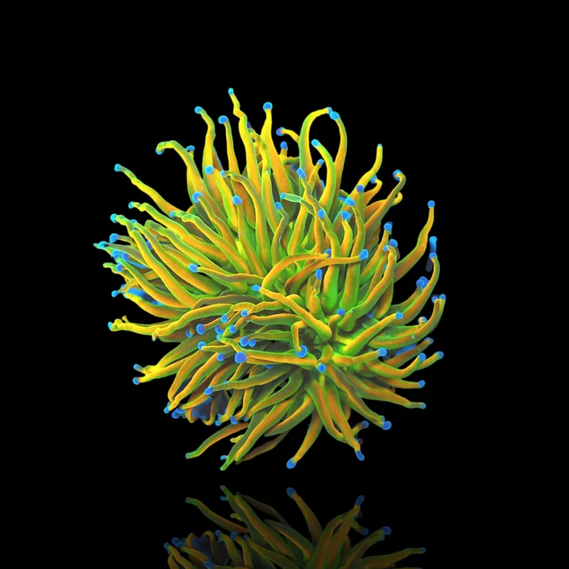 Achetez Euphyllia Glabrescens Holy Grail | Coralandfishstore.nl Achetez Euphyllia Glabrescens Holy Grail | Coralandfishstore.nl