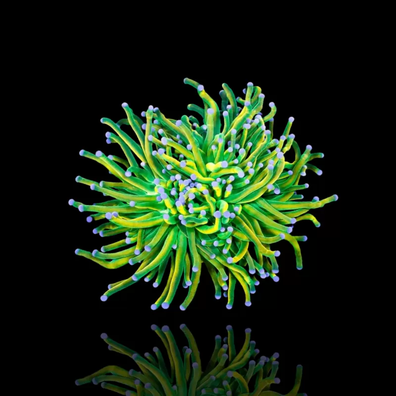 Kaufen Sie Euphyllia Glabrescens Holy Grail | Coralandfishstore.nl Kaufen Sie Euphyllia Glabrescens Holy Grail | Coralandfishstore.nl