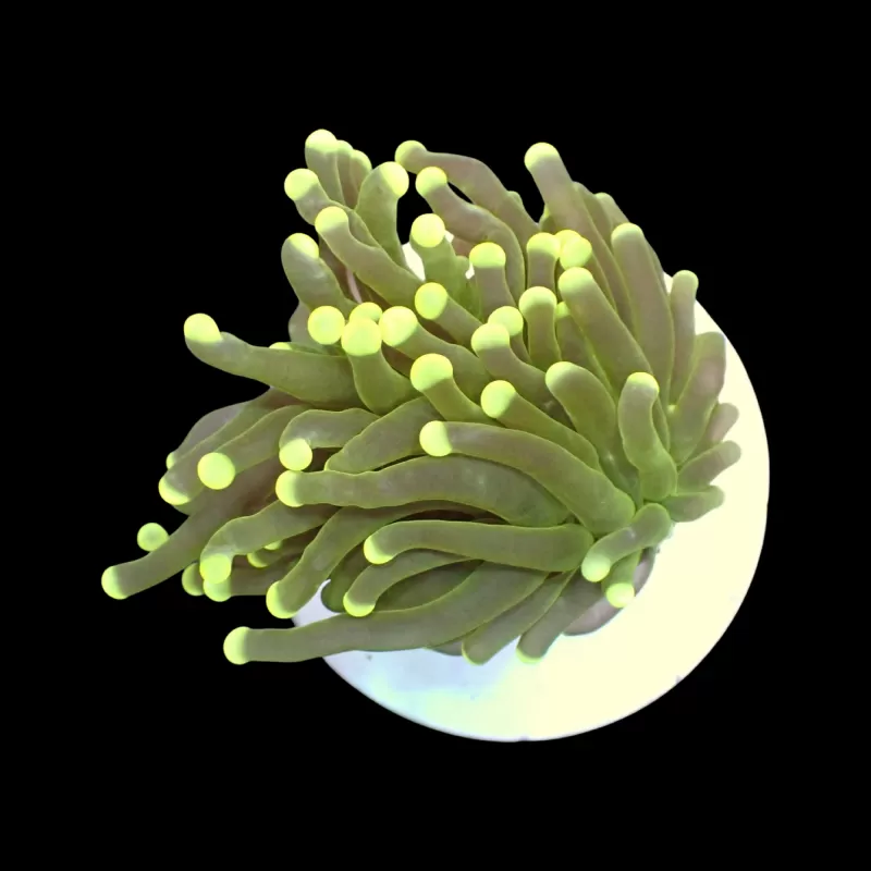 Kaufen Sie Euphyllia Glabrescens Ultra Yellow Tips | Coralandfishstore.nl Kaufen Sie Euphyllia Glabrescens Ultra Yellow Tips | Coralandfishstore.nl