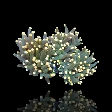 Kaufen Sie Euphyllia Glabrescens Ultra Yellow Tips | Coralandfishstore.nl