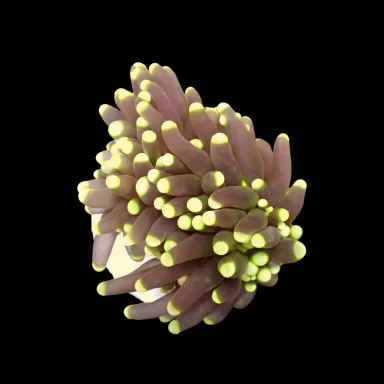 Kaufen Sie Euphyllia Glabrescens Ultra Yellow Tips | Coralandfishstore.nl