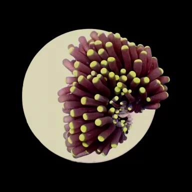 Kaufen Sie Euphyllia Glabrescens Ultra Yellow Tips | Coralandfishstore.nl