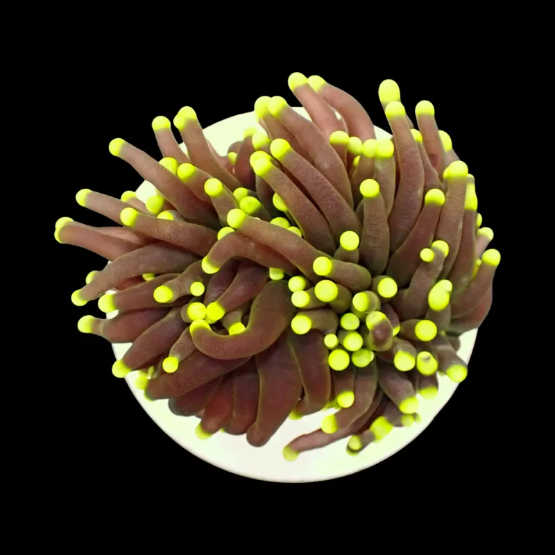 Kaufen Sie Euphyllia glabrescens grüne/gelbe Spitzen – pro Tasse | Coralandfishstore.nl Kaufen Sie Euphyllia glabrescens grüne/gelbe Spitzen – pro Tasse | Coralandfishstore.nl