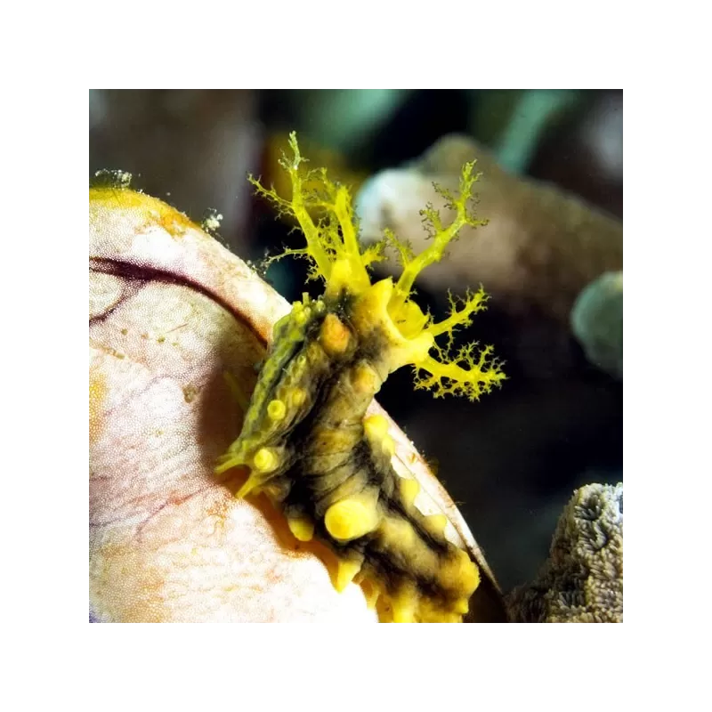 Colochirus Robustus Colochirus Robustus