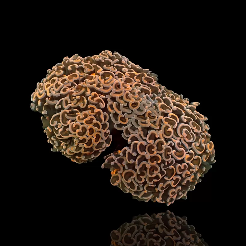 Möchten Sie Euphyllia Ancora Ultra Neon Orange kaufen? | Coralandfishstore.nl Möchten Sie Euphyllia Ancora Ultra Neon Orange kaufen? | Coralandfishstore.nl