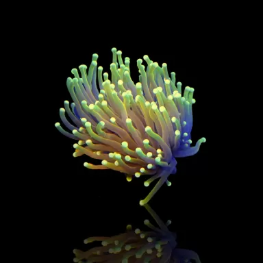 Möchten Sie Euphyllia Glabrescens Hellfire kaufen? | Coralandfishstore.nl