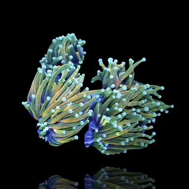 Euphyllia Glabrescens Hellfire  kopen? | Coralandfishstore.nl