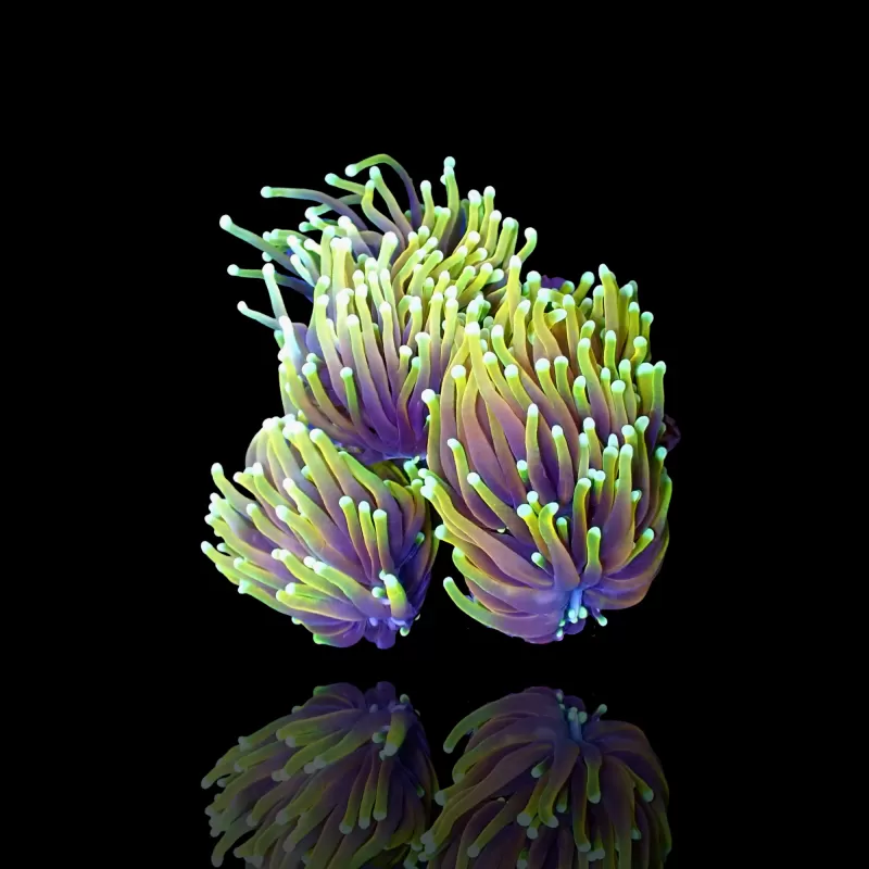 Möchten Sie Euphyllia Glabrescens Hellfire kaufen? | Coralandfishstore.nl Möchten Sie Euphyllia Glabrescens Hellfire kaufen? | Coralandfishstore.nl