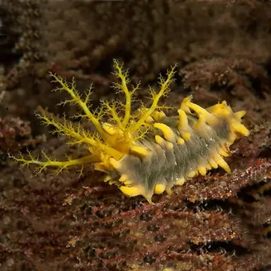 Möchten Sie Colochirus Robustus kaufen? | Coralandfishstore.nl