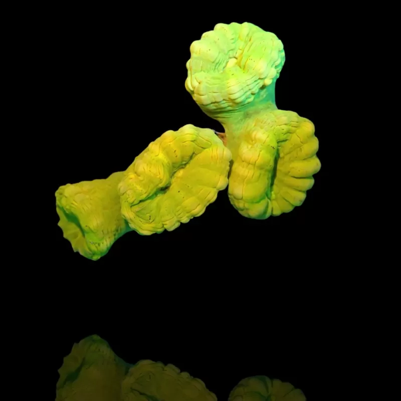 Caulastrea SuperSale-Packung 2x 2 Tassen