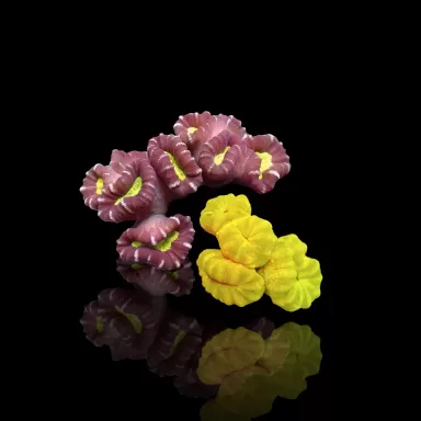 Caulastrea SuperSale Pack  2x 2 koppen