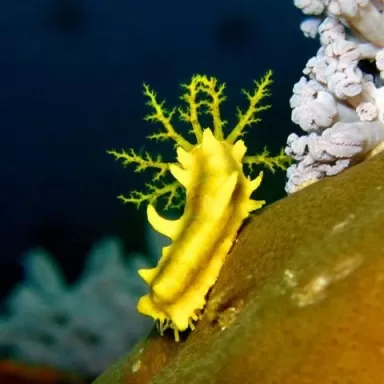 Möchten Sie Colochirus Robustus kaufen? | Coralandfishstore.nl