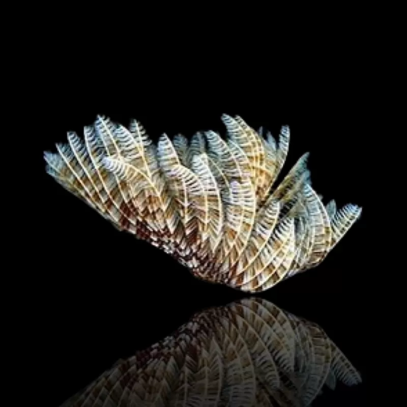 Sabellastarte Indica Soft Tube Wurm | Coralandfishstore.nl Sabellastarte Indica Soft Tube Wurm | Coralandfishstore.nl