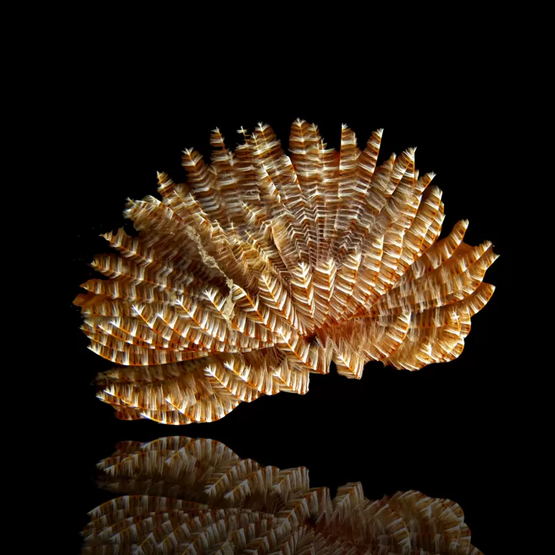 Sabellastarte Indica Soft Tube Wurm | Coralandfishstore.nl Sabellastarte Indica Soft Tube Wurm | Coralandfishstore.nl